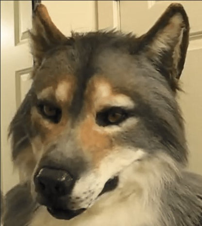 Werewolf Halloween Mask