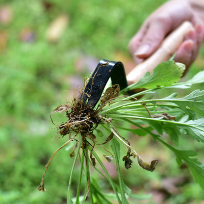 Garden Weeding and Seedling Rooting Tool